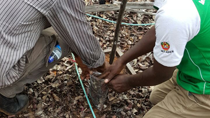 Colecta  de Liteira e Amostras de Solos