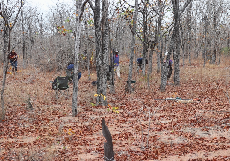 Estabelecimento de Parcelas de Amostragem Permanentes (PAPs) em Moçambique