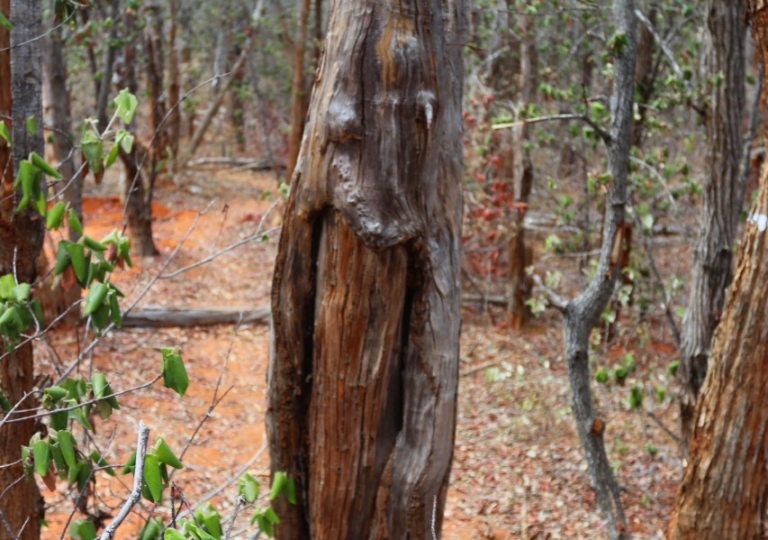 Garantia de qualidade de PAPs no Parque Nacional do Limpopo