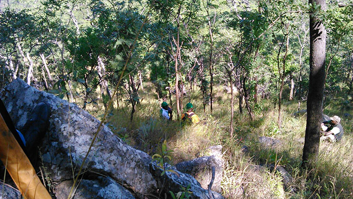 IV Inventário Florestal Nacional