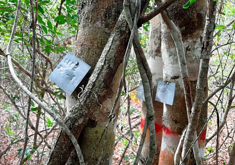 Monitoria das Parcelas de amostragem permanentes (PAPs) instaladas em Bilene